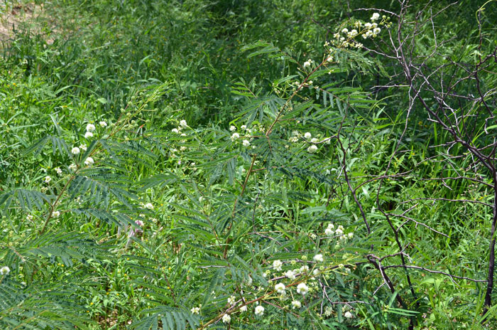 White-ball Acacia prefers dry rocky slopes and hillsides, sometimes in chaparral communities; it grows well in alkaline soil. Although this species is common where it is found, it is listed as Endangered by the State of Florida. Acaciella angustissima